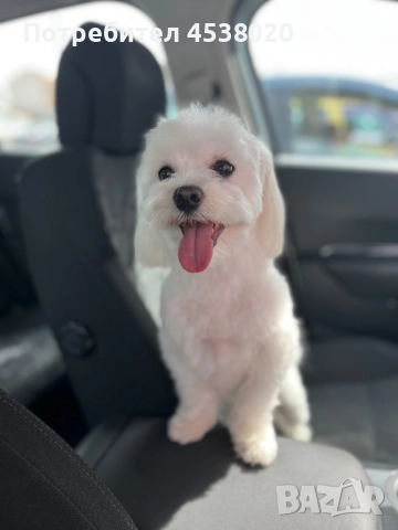 Мълтийска болонка мъжка