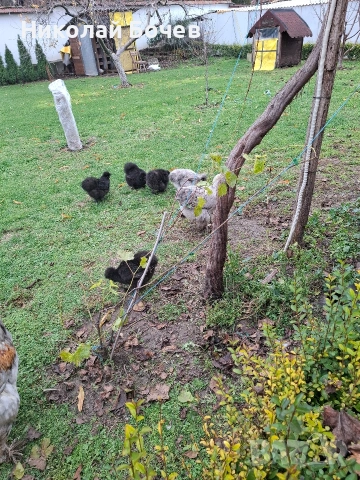 Яица за люпене от Кохен ,Брама,Орпингтон и Копринки, снимка 10 - други­ - 53056688
