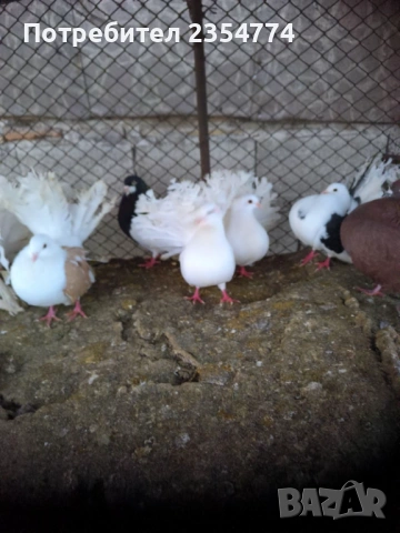 гьлаби, снимка 8 - Гълъби - 53024732