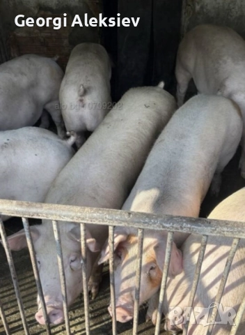 Бяло прасе 120кг