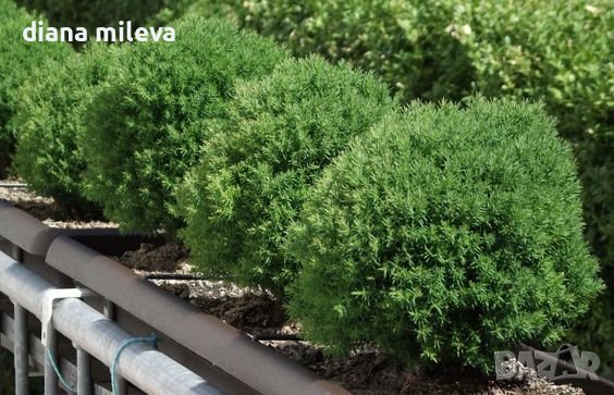 Туя Теди, студоустойчива, кълбовидна!!, снимка 1