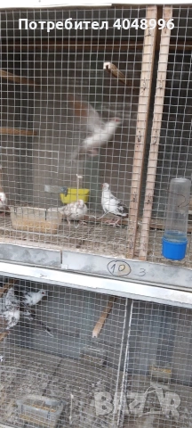 Диамантени гугутки, снимка 10 - други­ - 53403292