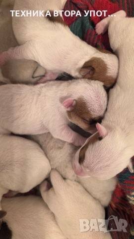 Джак ръсел териер родени на 29.11.25, снимка 6 - Джак ръсел териер - 52606975