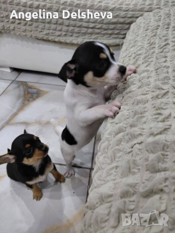 Кирил , снимка 4 - Пинчер - 52973105