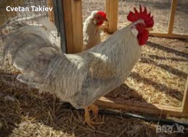 Крем Легбар, Опал Легбар, яйца и пилета, снимка 4 - Кокошки и пуйки - 42957928