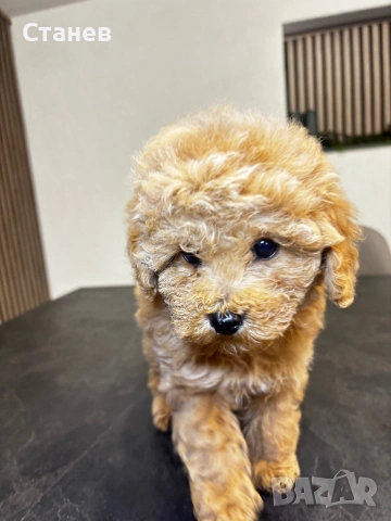 Мини Той Пудел / Mini Toy Poodle, снимка 10 - Пудели - 53305362