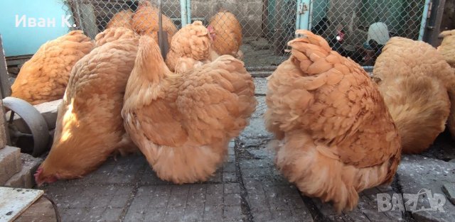 Продавам жълт Орпингтон., снимка 5 - Кокошки и пуйки - 37376457