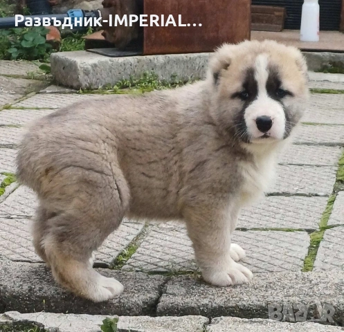 САО-Алабай, снимка 6 - Алабай - 53581626