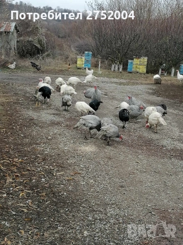 пуйки и пуяци , снимка 10 - Кокошки и пуйки - 52834291