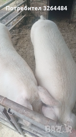 Продавам прасе, снимка 4 - Прасета - 52620877