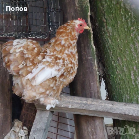 Продавам мини кохин, снимка 7 - други­ - 51324901