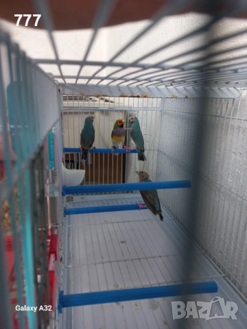 Гулдови амадини, снимка 5 - Амадини - 46601486