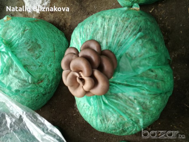 Мицел За Кладница и Шийтаке в Сортови семена и луковици в гр. Троян ...