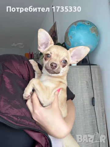 Мъжко чихуахуа , снимка 1