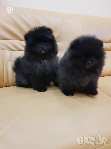 Померан померани Гр. София !, снимка 2 - Померан - 52967665