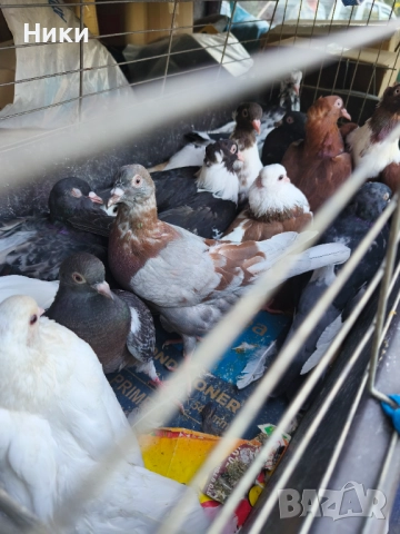 Гълъби Чирпански, Пазарджишки, Фенерлий , снимка 1