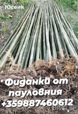 Фиданки от пауловния , снимка 13 - Разсади - 39828542