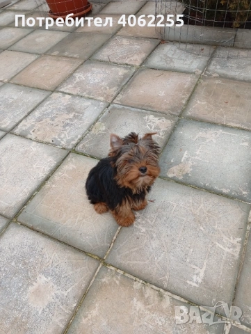 Продавам йоркширски териер , снимка 3 - Йоркширски териер - 53237265