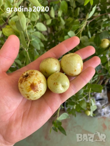 Хинап - финап  Гигански , снимка 8 - Градински цветя и растения - 31773550