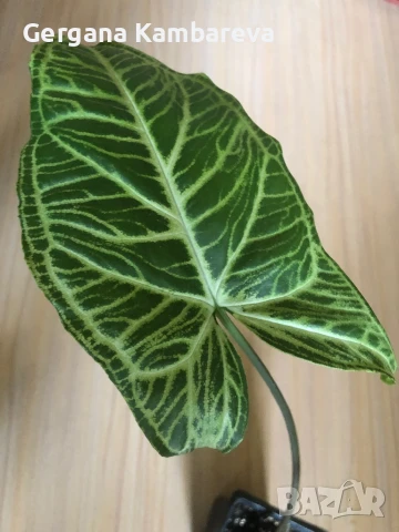 Syngonium Batik , снимка 2 - Стайни растения - 50507401