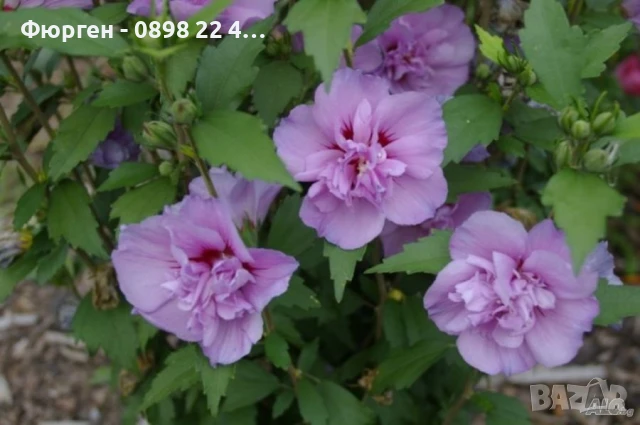Хибискус Кичест - Дървовидна Ружа, снимка 4 - Разсади - 46564855