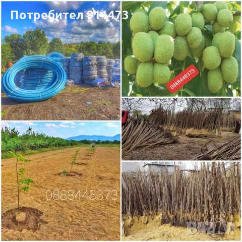 Фиданки орех сорт Чандлър, снимка 12 - Разсади - 35102903