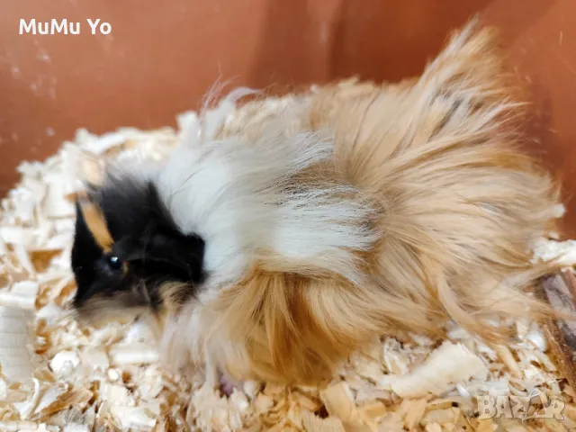 Морски свинчета , снимка 3 - Морски свинчета - 47800489