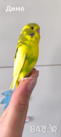 Изложбено вълнисто бебе, снимка 3 - Папагали - 52685376