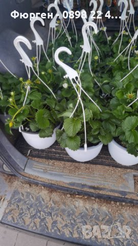 Ягода каскадна и целогодишна Растения засадени във висящи саксийки, снимка 2 - Градински цветя и растения - 44033283