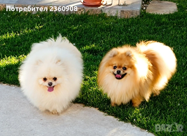 Померан, померанче, снимка 9 - Померан - 53483335