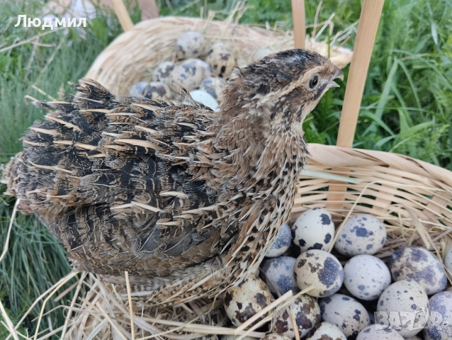 Пъдпъдъчи яйца , снимка 1