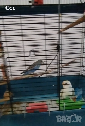 Вълнисти папагалчета с клетка, снимка 2 - Папагали - 52342252
