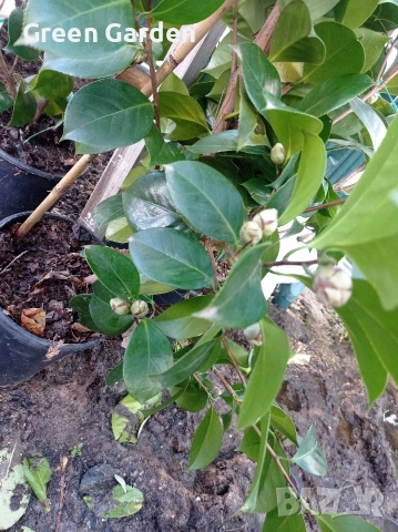 Камелия 140 см., снимка 4 - Градински цветя и растения - 53412571