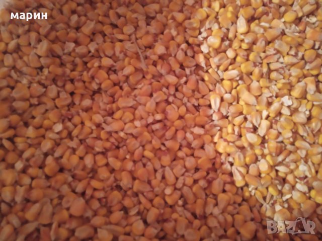 Продавам на Колхозен пазар царевица жито ечемик   пшеница, снимка 2 - За селскостопански - 26107934