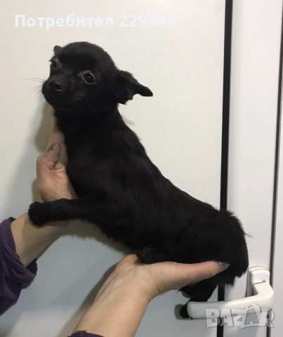 Мини Пинчери , снимка 6 - Пинчер - 52878798