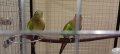 Чифт принцов папагал-Александрино, снимка 2