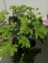 Индрише в саксия с цвят,цена 5 евро за брой, височина 15-20 см, био и екологично подходящо за лекарс, снимка 6