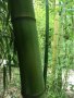 Бамбук гигантски hyllostachys bambusoides Madake , снимка 1