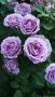 Роза 77 - вариант на гол корен, снимка 1 - Градински цветя и растения - 43273136