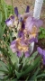 Цвете Ирис за градината , снимка 3