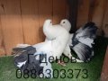Продавам  пощенски и декоративни гълъби, снимка 1 - Гълъби - 33817593