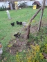 Яица за люпене от Кохен ,Брама,Орпингтон и Копринки, снимка 10
