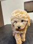 Мини Той Пудел / Mini Toy Poodle, снимка 10