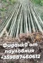Фиданки от пауловния , снимка 13