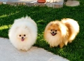 Померан, померанче, снимка 9
