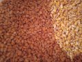 Продавам на Колхозен пазар царевица жито ечемик   пшеница, снимка 2