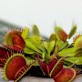 30 бр свежи семена от месоядно растение венерина мухоловка улавя насекоми за декорация на дома офиса, снимка 6
