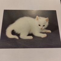 Пощенски картички котки чисти, снимка 13 - Филателия - 40420766