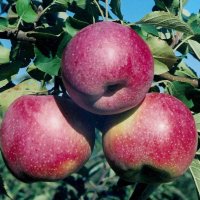 Домашен ябълков оцет , снимка 2 - Домашни продукти - 40473185