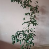 Бенджамин 150 см висок, снимка 3 - Стайни растения - 43049124